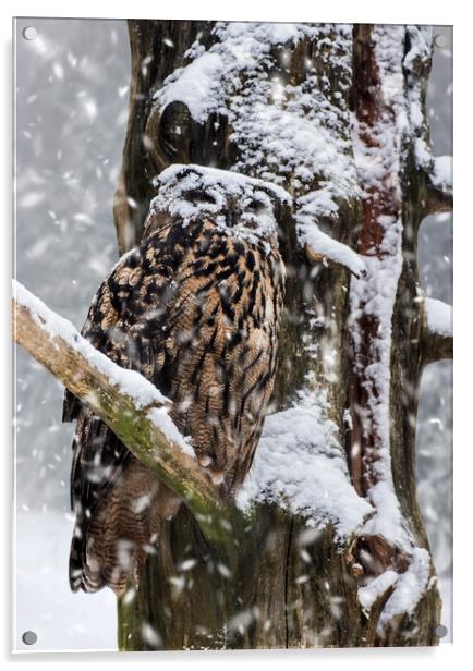 Eagle Owl in Snowstorm Acrylic by Arterra 