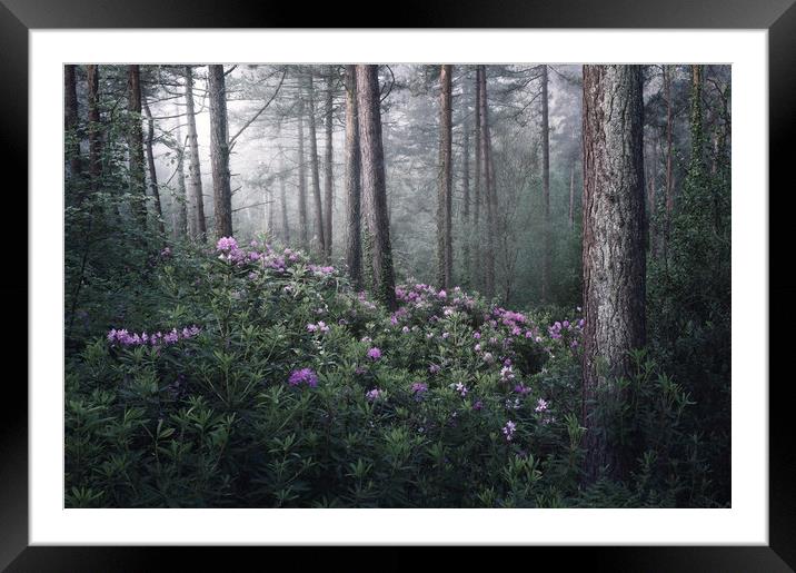 Rhoddies in the Mist Framed Mounted Print by Chris Frost
