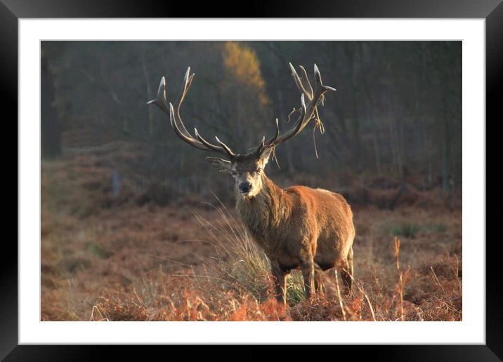 Male stag with antlers in rutting season Framed Mounted Print by Steve Mantell