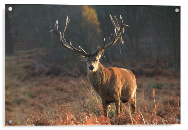 Male stag with antlers in rutting season Acrylic by Steve Mantell