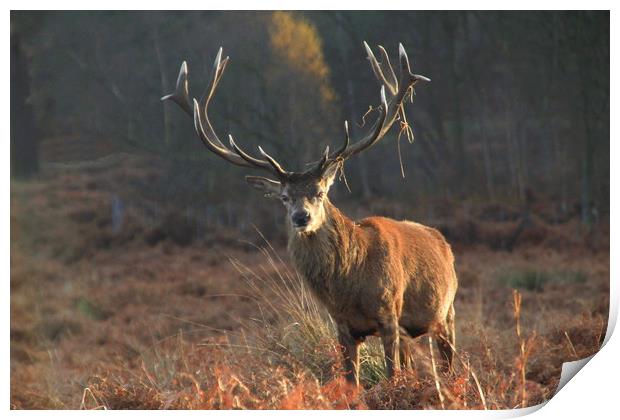 Male stag with antlers in rutting season Print by Steve Mantell