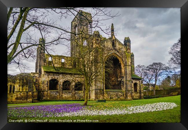 Crocuses at the Abbey Framed Print by Colin Metcalf