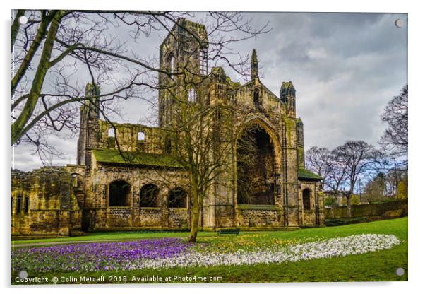 Crocuses at the Abbey Acrylic by Colin Metcalf