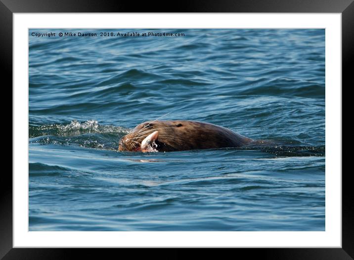 Sea Lion Meal Framed Mounted Print by Mike Dawson