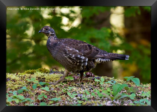 Blue Grouse Hen Framed Print by Mike Dawson