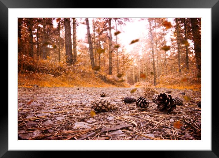 Autumn Fall Framed Mounted Print by Carl Johnson