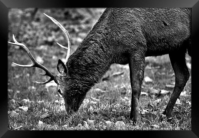 Windsor Deer Park Framed Print by Chris Manfield