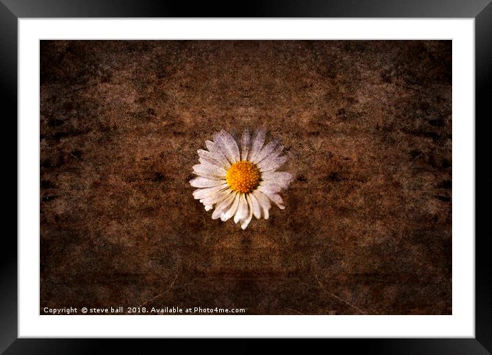Grunge daisy  Framed Mounted Print by steve ball
