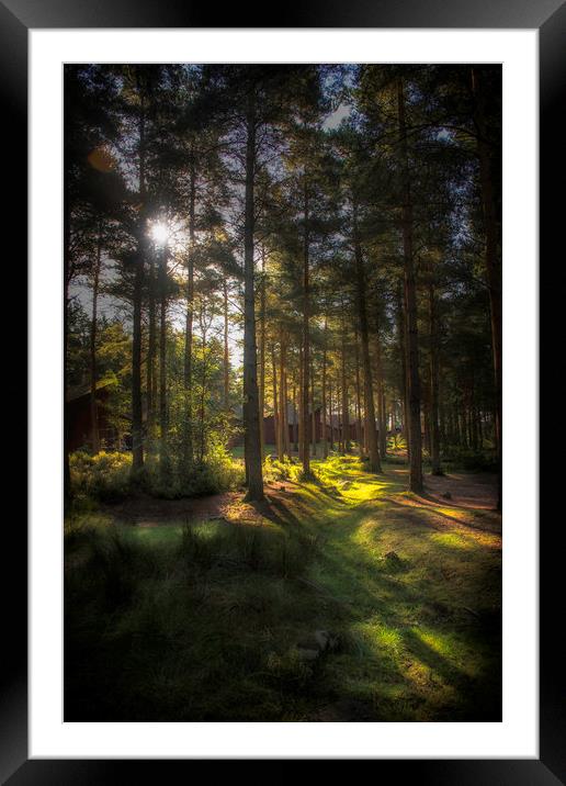 The Mystic Forest Framed Mounted Print by Carl Johnson