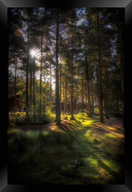 The Mystic Forest Framed Print by Carl Johnson