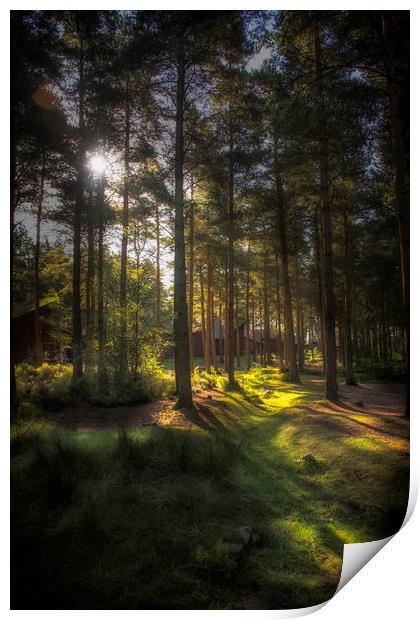 The Mystic Forest Print by Carl Johnson