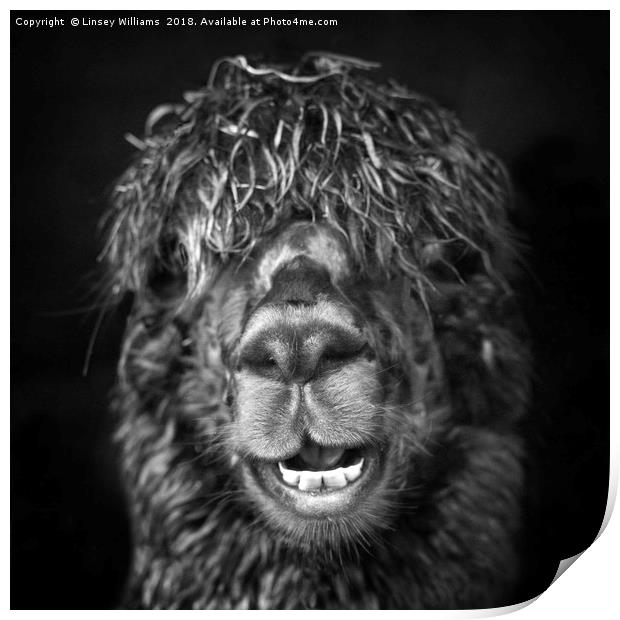 Alpaca. Happy Dayz Print by Linsey Williams