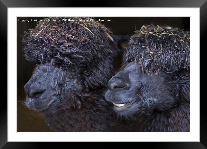 Alpacas  Framed Mounted Print by Linsey Williams
