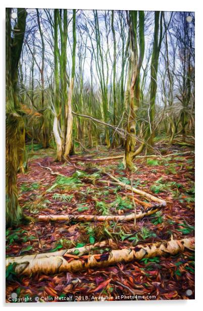 Golden Acre Woods Acrylic by Colin Metcalf