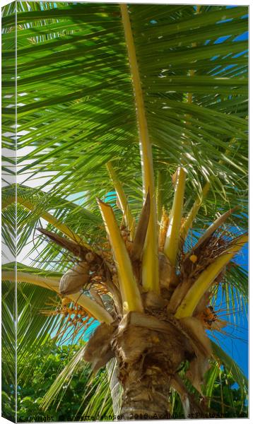 Swaying Palms Canvas Print by Annette Johnson