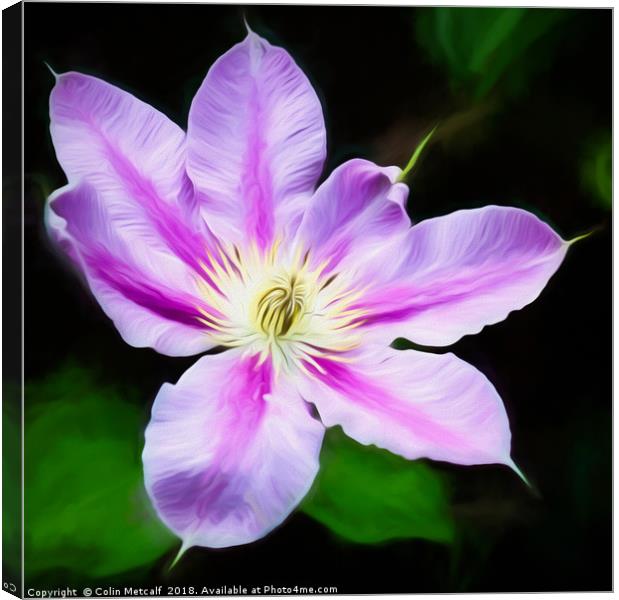 A Pink and Mauve Clematis Canvas Print by Colin Metcalf
