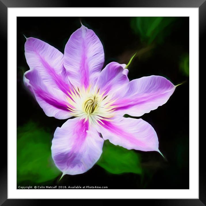 A Pink and Mauve Clematis Framed Mounted Print by Colin Metcalf