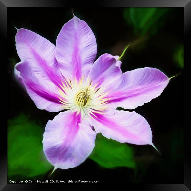 A Pink and Mauve Clematis Framed Print by Colin Metcalf