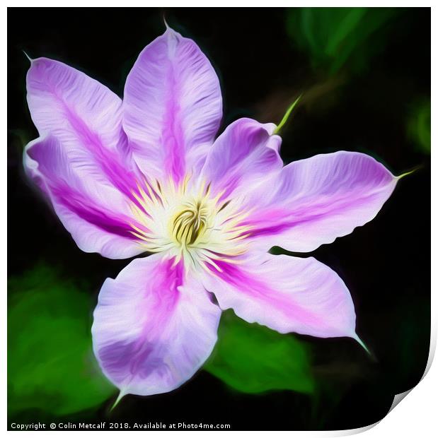 A Pink and Mauve Clematis Print by Colin Metcalf
