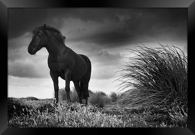 Equus Framed Print by Paul Davis