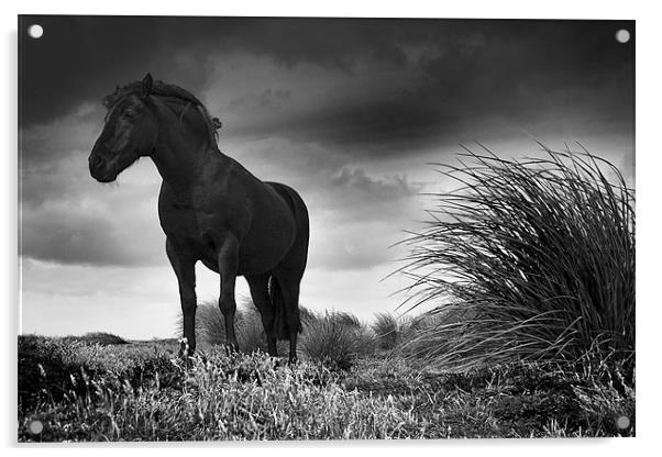 Equus Acrylic by Paul Davis