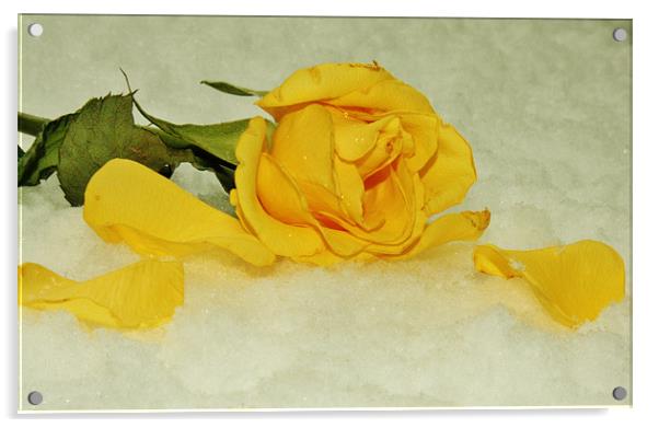 Fallen Rose Acrylic by Sean Wareing