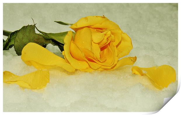 Fallen Rose Print by Sean Wareing