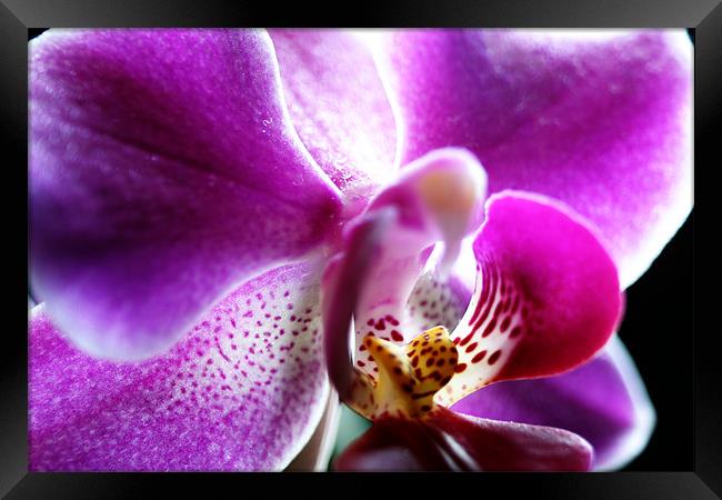 Orchid Framed Print by Doug McRae