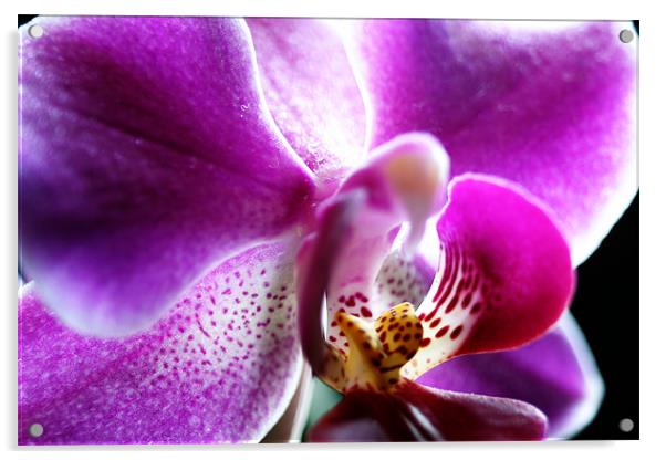 Orchid Acrylic by Doug McRae