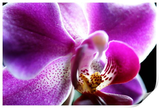 Orchid Print by Doug McRae