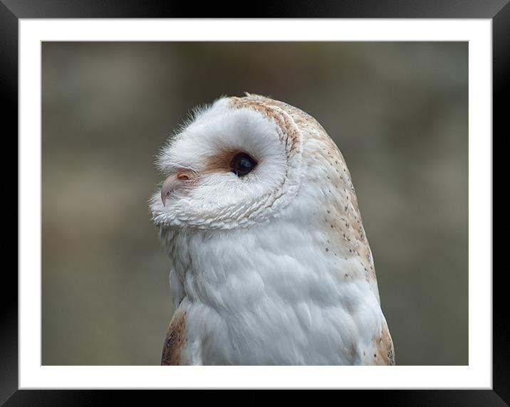 Barn Owl Framed Mounted Print by C.C Photography