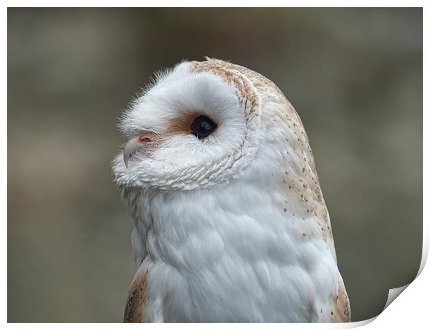 Barn Owl Print by C.C Photography