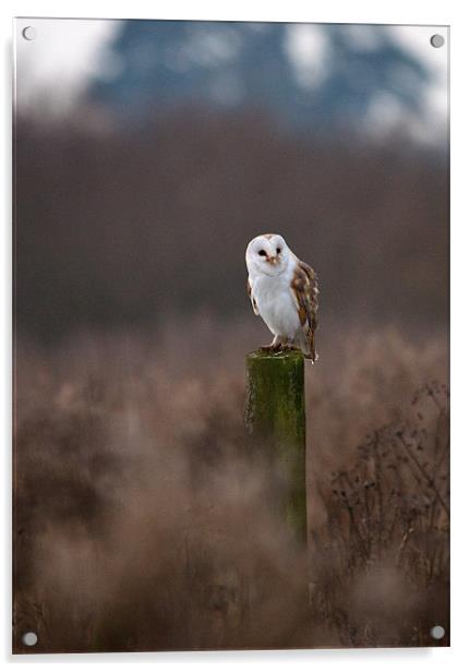 Barn Owl Acrylic by Robert Geldard
