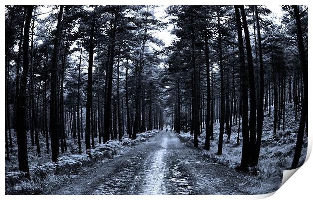 Avenue of Trees Print by Chris Manfield