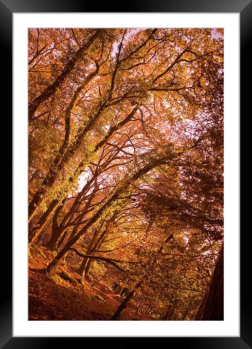 That Autumn Feeling Framed Mounted Print by Declan Howard