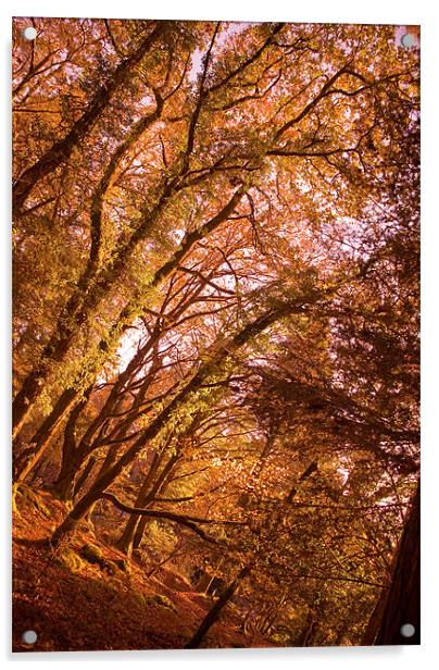 That Autumn Feeling Acrylic by Declan Howard