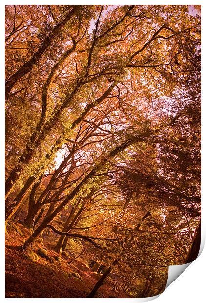 That Autumn Feeling Print by Declan Howard