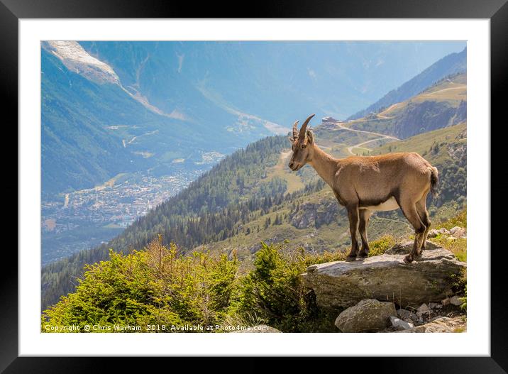  Ibex looking down on Chamonix Framed Mounted Print by Chris Warham