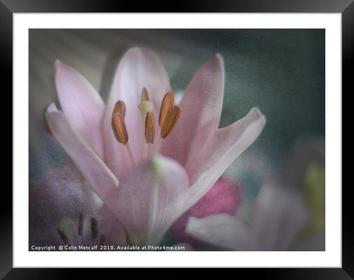 Faded Lily Framed Mounted Print by Colin Metcalf