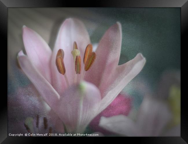 Faded Lily Framed Print by Colin Metcalf