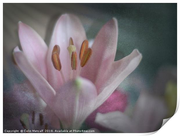 Faded Lily Print by Colin Metcalf