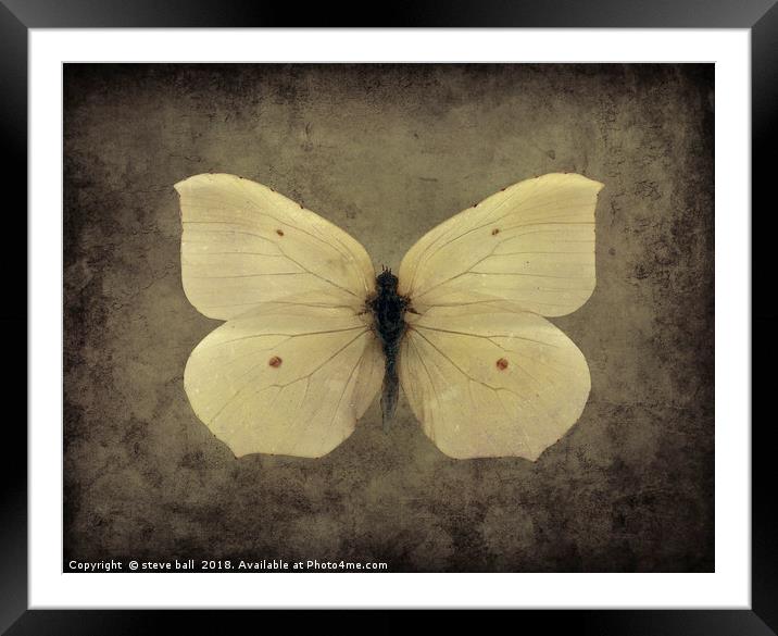 Vintage Butterfly Framed Mounted Print by steve ball
