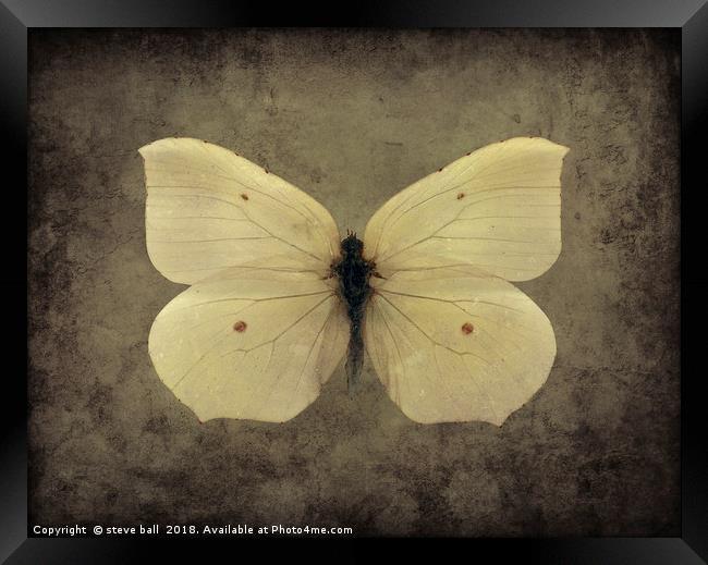 Vintage Butterfly Framed Print by steve ball