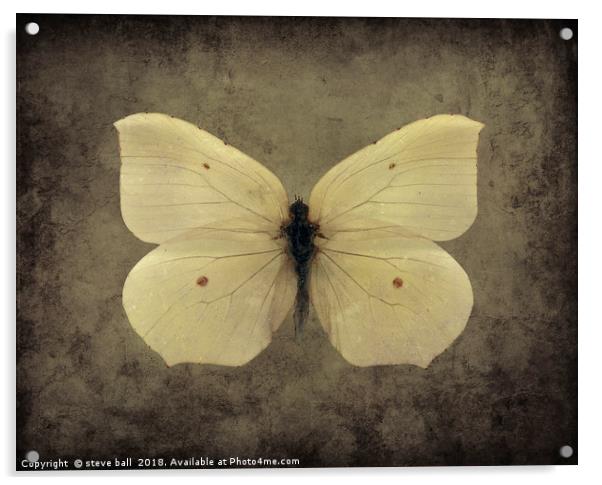 Vintage Butterfly Acrylic by steve ball