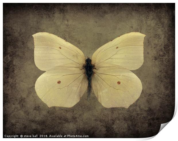 Vintage Butterfly Print by steve ball