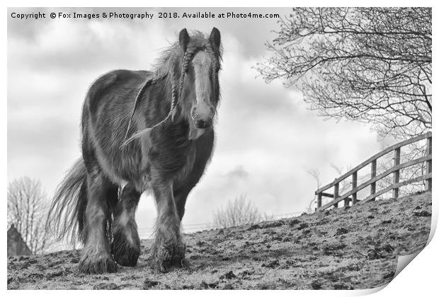 Horse in birtle countryside Print by Derrick Fox Lomax