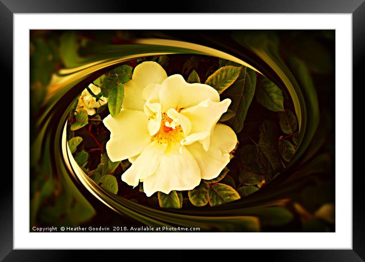English Wild Rose Framed Mounted Print by Heather Goodwin
