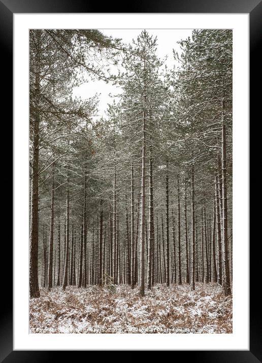 Winter In the New Forest Framed Mounted Print by Paul Chambers