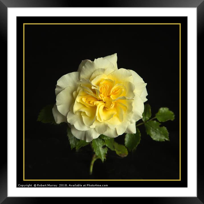 Yellow Rose Framed Mounted Print by Robert Murray