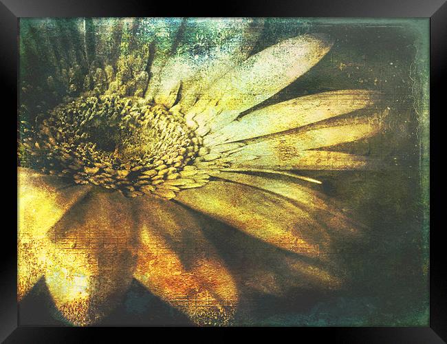 A Floral  Symphony Framed Print by Aj’s Images